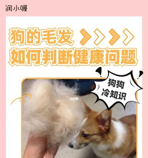 打造你的宠物的健康毛发（让你的狗狗拥有更美丽的外表）