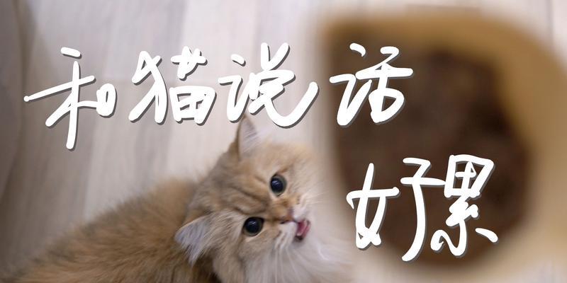 如何让你的狗狗听懂你说的话（用正确的方式与你的宠物交流）