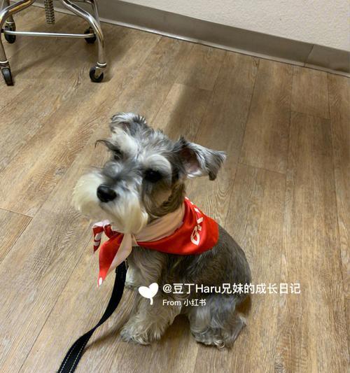雪纳瑞洗澡全攻略（让宠物乖乖入浴的小技巧）