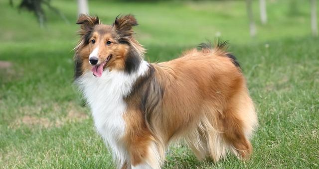 如何让幼犬快速适应新环境（宠物主人必看的幼犬适应指南）