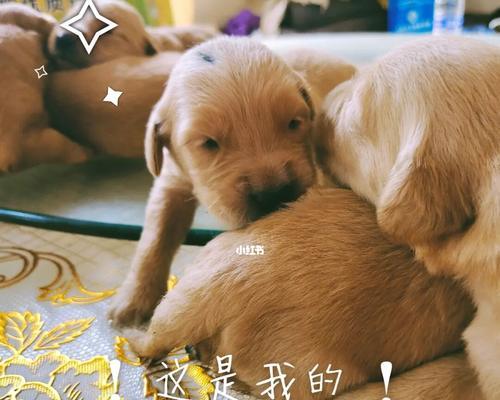 如何饲养断奶后的金毛幼犬（全面指导金毛幼犬饲养技巧，让你成为爱犬的贴心主人）