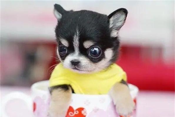 如何选择优秀的博美犬（宠物爱好者必读！挑选博美犬的关键）