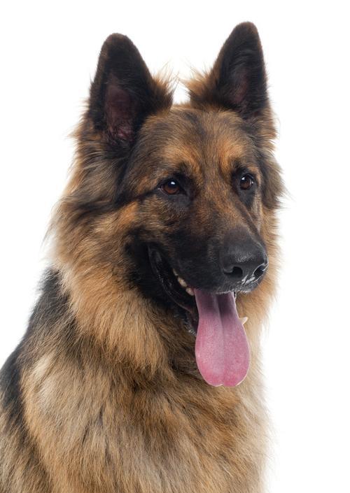 如何为你的宠物测量体温？（以德国牧羊犬为例，教你正确测量宠物体温）