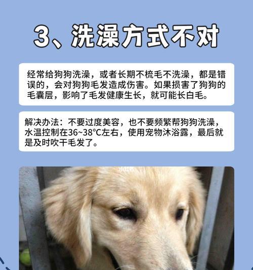 如何正确修剪宠物犬眼睛处的毛发（宠物犬眼睛周围毛发的修剪方法，让你的爱犬更加健康舒适）
