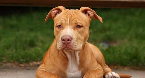 比特犬训练与测试全指南（从宠物到专业警犬，打造出色的比特犬训练和测试）