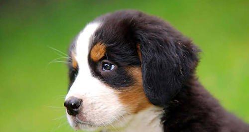 如何训练伯恩山犬听令即叫（从宠物到好伙伴，建立良好的信任关系）