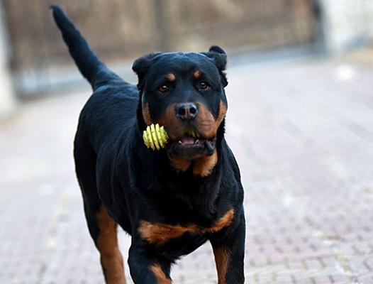 训练你的罗威纳犬的咬合力（以积极的方法训练你的罗威纳犬，增强它的咬合力）