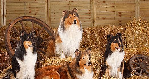 如何训练苏格兰牧羊犬搜物能力（打造聪明可爱的宠物犬）