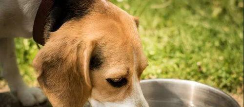 如何在家训练小狗狗大小便（宠物犬教育指南）
