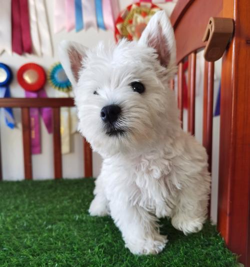 宠爱您的小犬，从皮肤开始（宠爱您的小犬，从皮肤开始）