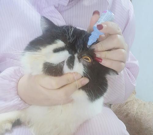 如何正确安全地给猫咪喂药（以宠物为主，让你轻松掌握喂药技巧）