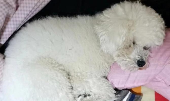 如何正确给比熊犬洗脚？（宠物爱护从细节做起）