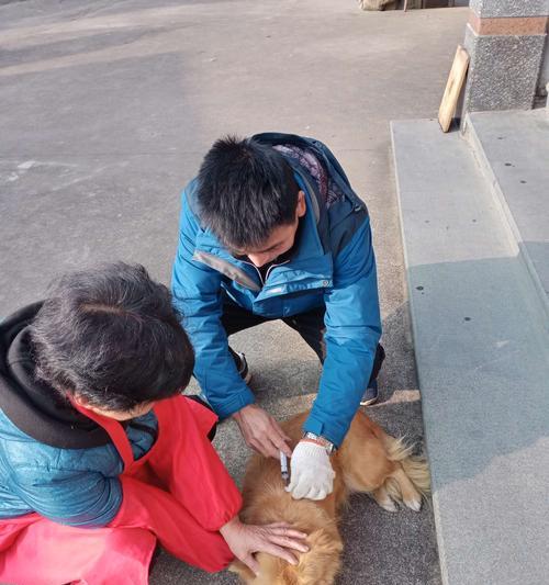 正确给宠物狗狗吃药或打针（如何让狗狗安心接受治疗）