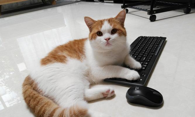 照顾猫咪的日常安全（注意猫咪的健康与安全，营造一个安心的家）