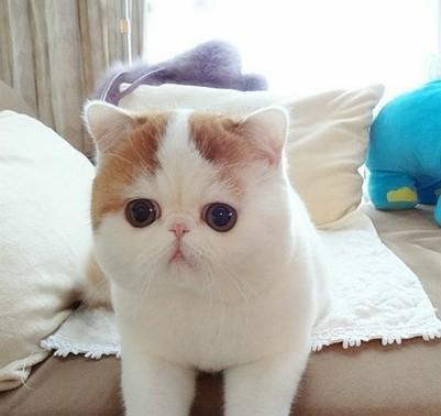 探寻最可爱的宠物猫（以这种猫为主题，你不得不了解的15个细节）
