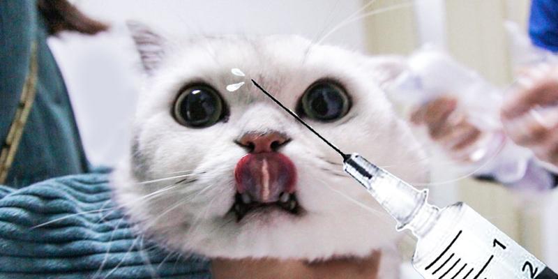 小猫咪什么时候打疫苗最合适？（宠物疫苗重要性、接种时间表、预防病害）