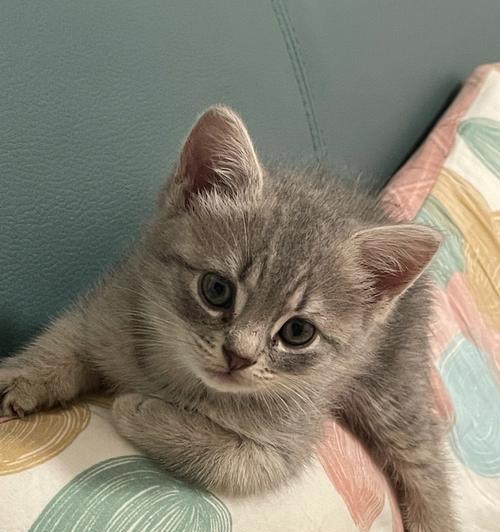 小猫长大了，不再粘人（宠物成长历程中的变化，如何应对？）