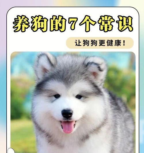 养只健康的狗狗，从选择开始（以什么标准来衡量一只狗狗的健康？）