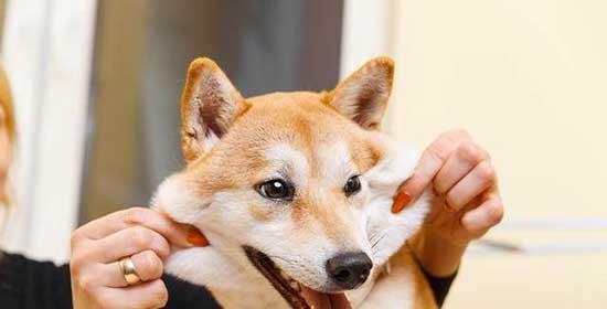 探究狗狗抑郁症的成因（如何避免宠物得抑郁症？——以狗狗为例）