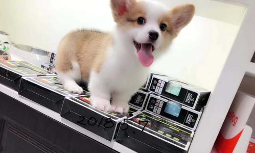 圣伯纳犬疫苗接种指南（保护宠物健康的必要步骤）