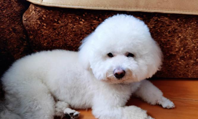 探究以史宾格犬“粉鼻头”的奥秘（从基因、环境到营养，为什么有些史宾格犬的鼻子是粉色的？）