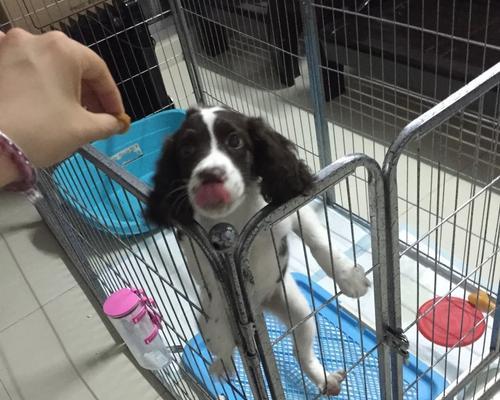 探秘以史宾格犬的性格与训练特点（宠物爱好者必读的犬类百科全书）