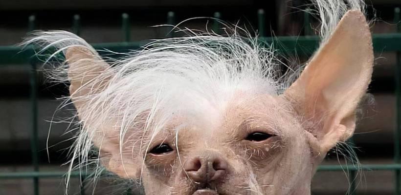 饲养冠毛犬的注意事项（做好宠物保健，呵护你的冠毛犬）