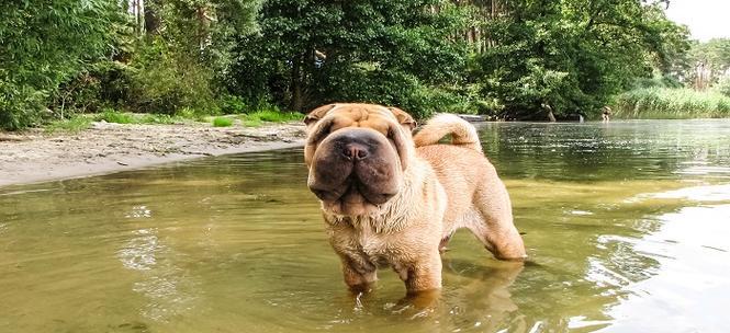如何饲养健康活泼的沙皮幼犬？（注意事项、饮食、训练、疾病预防、日常护理）