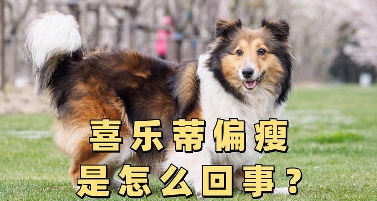 养喜乐蒂的15个问题，你了解吗？（宠物饲养者必看，全面了解喜乐蒂可能遭遇的问题）