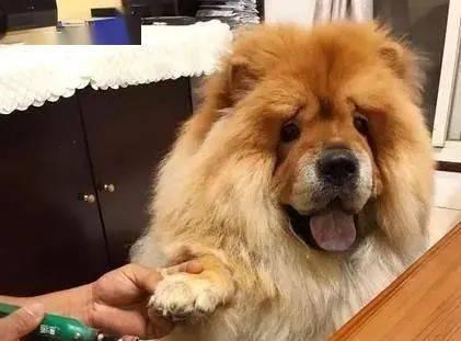 如何做好松狮犬的日常检查？（宠物爱好者必读！15个步骤让你成为贴心的犬主人）
