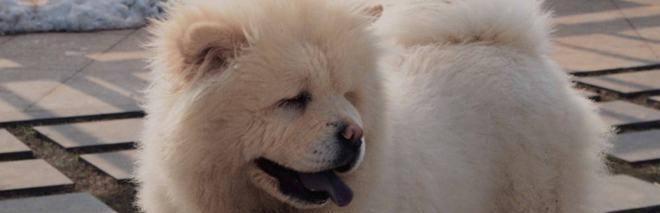 驯养松狮犬的最佳时间（选择适合的时间和环境，让松狮犬成为您的绝佳宠物）
