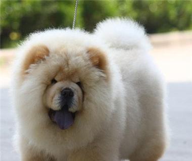 如何正确给松狮犬洗澡（以宠物为主，一步步指导如何洗澡，注意事项全解析）