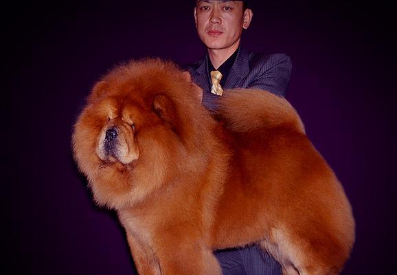 如何控制松狮犬的爆毛问题（让你的宠物成为无毛困扰的新贵）