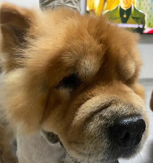 松狮犬不能随意洗澡的注意事项（以宠物为主，关注松狮犬洗澡禁忌）