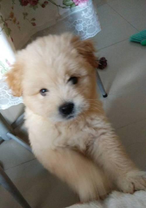 揭秘松狮犬咬腿脚之谜（为何松狮犬总是咬腿脚？如何防止和改正？）