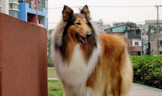 如何护理苏格兰牧羊犬的耳朵（宠物护理指南）