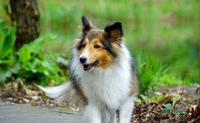探究苏格兰牧羊犬的易患疾病（如何保护你的爱宠远离疾病）