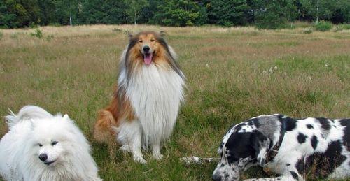 四季养护，让苏牧成犬健康成长（宠爱如初，关爱从细节开始）