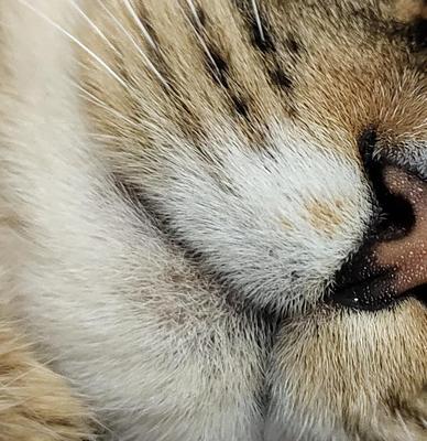猫咪是否都喜欢被挠下巴？