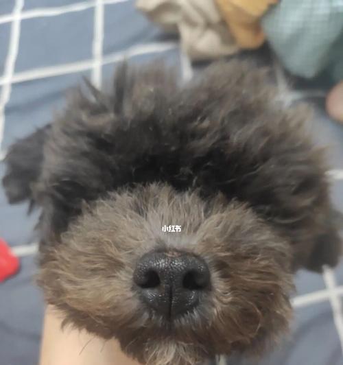 泰迪为何鼻子变白？——探究宠物鼻子变色的原因