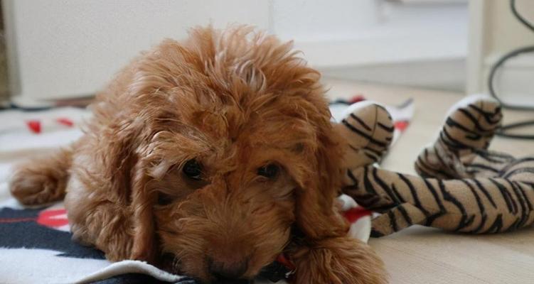 泰迪成犬后是否容易训练？（探究泰迪成犬后的训练难度及解决方法）
