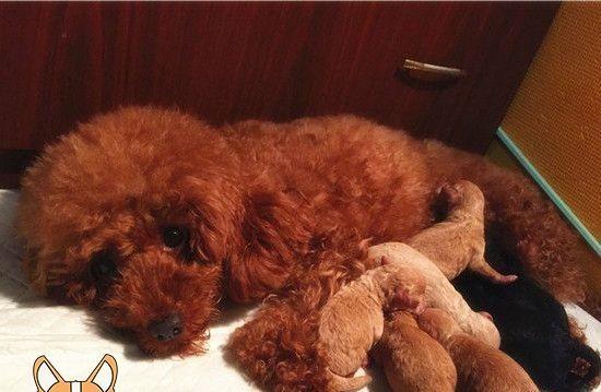 如何科学喂养泰迪孕犬（营养均衡、分餐制度、避免过度喂食）