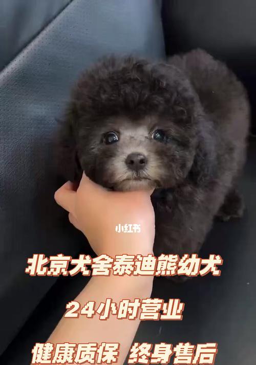 如何正确繁育泰迪犬（注意事项、健康管理、繁殖环境、饮食要求、疾病防治）