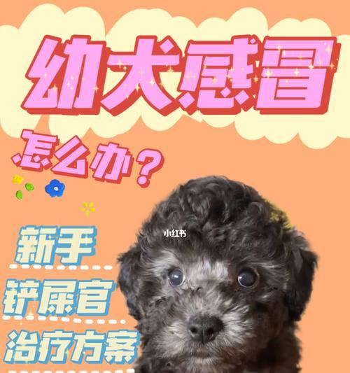 泰迪幼犬为什么会流鼻涕？（幼犬流鼻涕的原因及处理方法，）