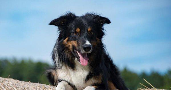 挑选适合家庭的古代牧羊犬（从性格、体型、健康等方面入手，为您选出最佳选择）