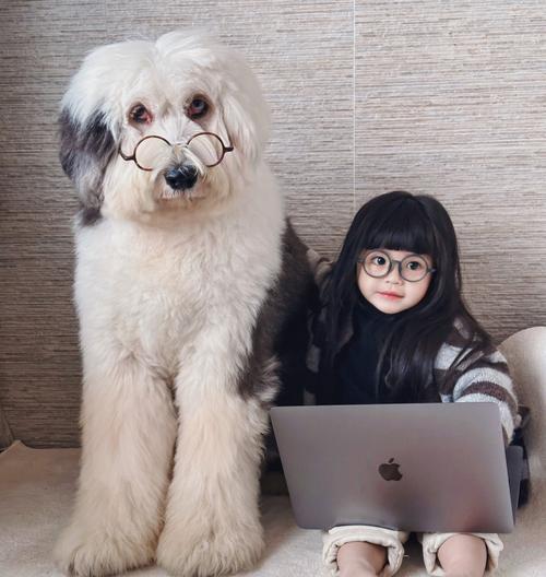 宠物犬娃娃狗的视力保护（15个有效措施，让你的娃娃狗拥有健康的眼睛）