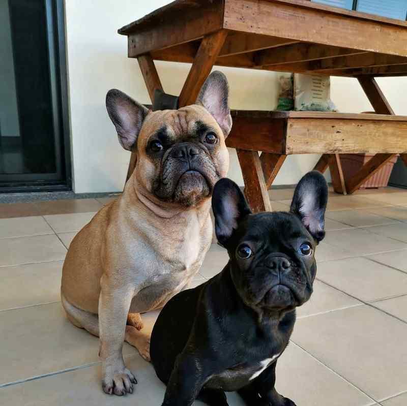 完美拳师犬幼犬的成长轨迹（从出生到成年，探寻拳师犬宝宝的成长奥秘）