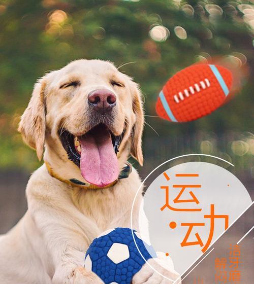 玩具在金毛成长中的重要性（让你的宠物健康快乐成长的秘诀）