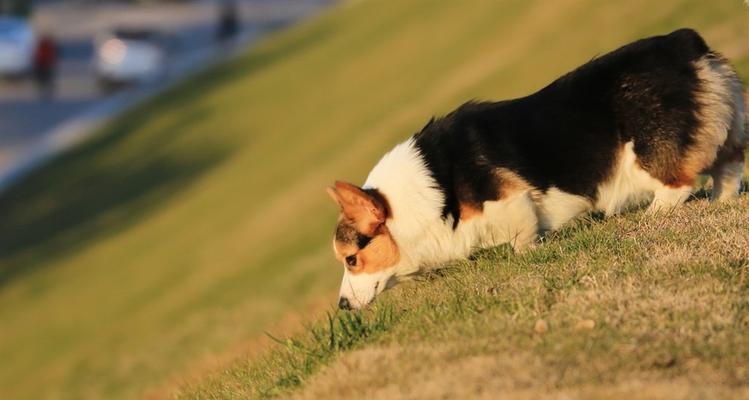 探秘威尔士柯基犬的性格与特点（了解宠物之外的柯基犬、聪明机智的玩具犬、忠诚可爱的家庭伴侣）