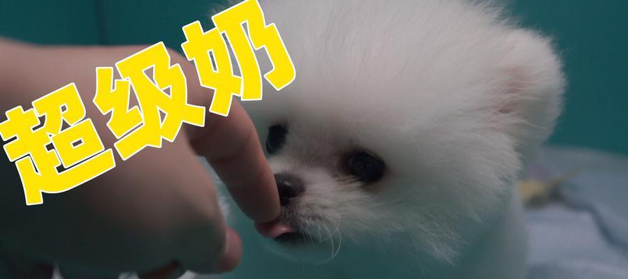 萨摩耶洗澡攻略（宠物美容必备，轻松为爱犬洗去烦恼）